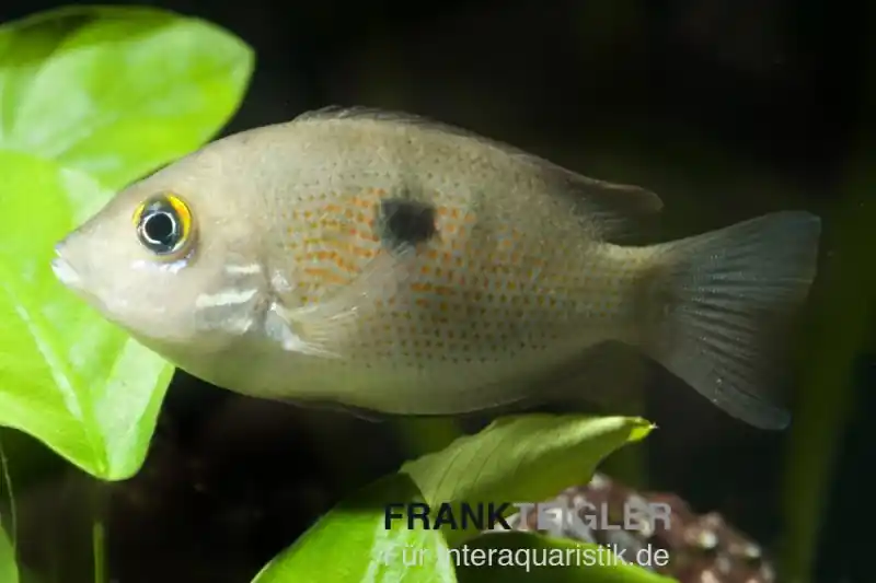 Jetzt Bestellen Indischer Buntbarsch, Etroplus maculatus