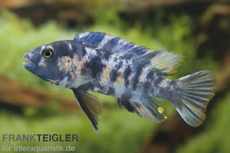 Schabemaul-Buntbarsch, Labeotropheus trewavasae "OB" gescheckt Jetzt Bestellen