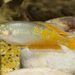 Parkinsons Regenbogenfisch, Melanotaenia parkinsoni Geprüft