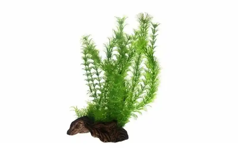 Hobby Flora Root 3, 30 cm Bestseller