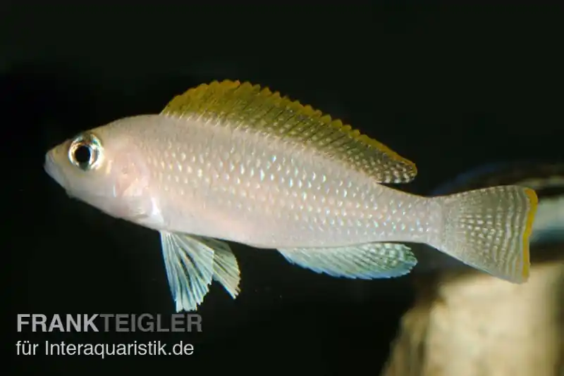Sichere Zahlung Schneckenbuntbarsch, Neolamprologus caudopunctatus