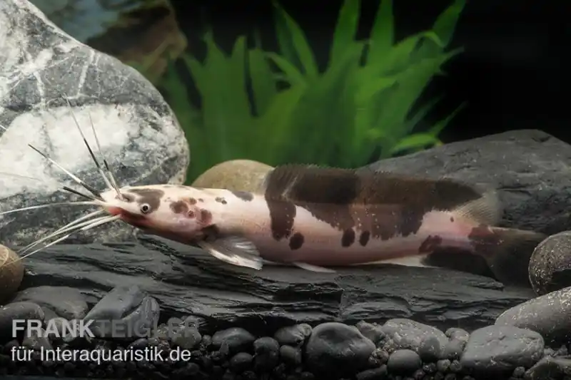 Froschwels marmor, Clarias batrachus Nur Heute