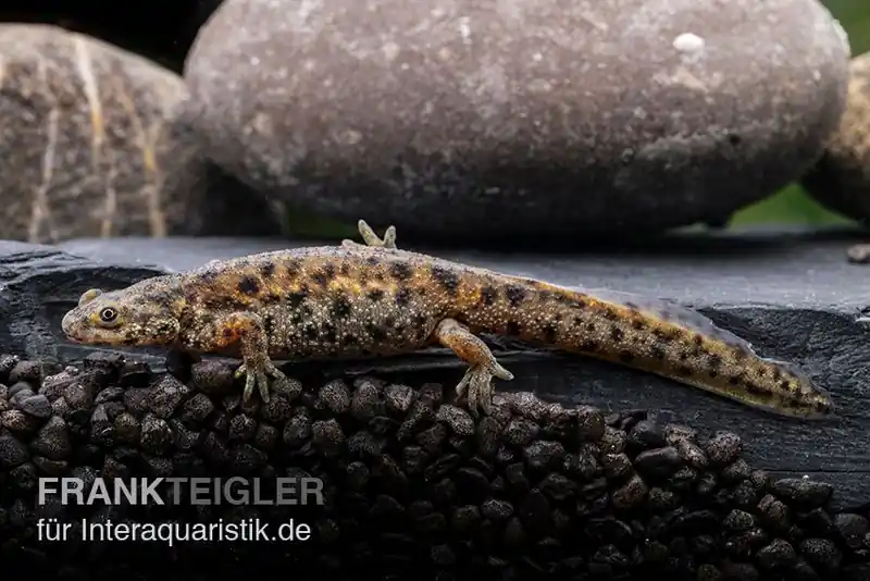 Sale Spanischer Rippenmolch, Pleurodeles waltl