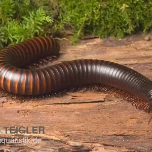 Afrikanischer Riesentausendfüßer, Archispirostreptus gigas Sofort Bestellen