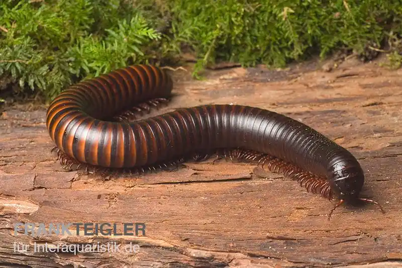 Afrikanischer Riesentausendfüßer, Archispirostreptus gigas Sofort Bestellen