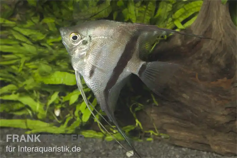 Zweifarbiger Skalar, Pterophyllum scalare Bicolor, 6-8 cm Aktuell