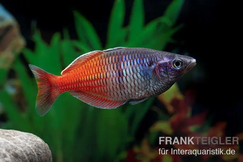 Meistverkauft Boesemans Regenbogenfisch rot, Melanotaenia boesemani RED, DNZ