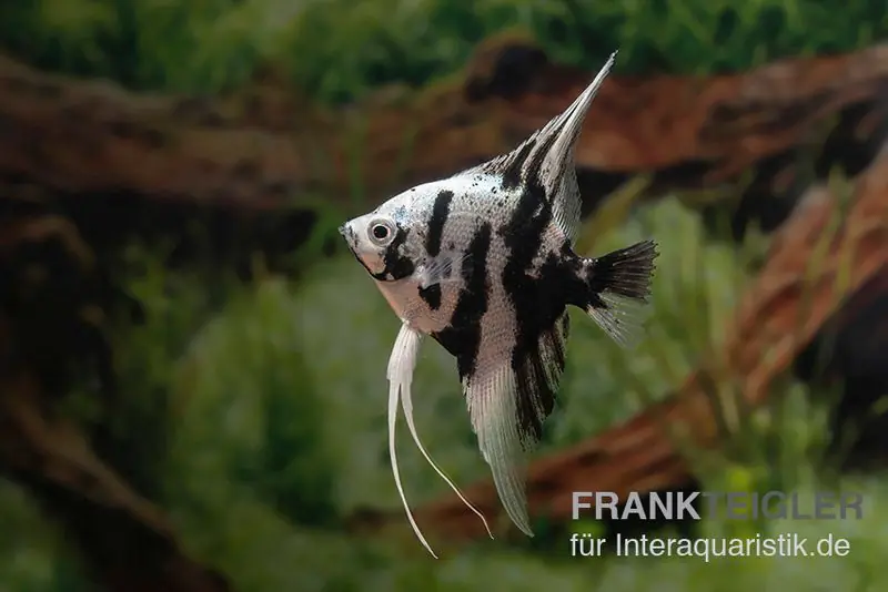 Skalar Platinum Marmor, Pterophyllum scalare, 5-6 cm, NZ Online Kaufen