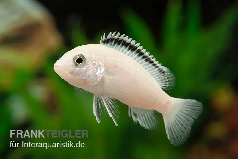 Preiswert Weisser NKAHLI-Labidochromis, Labidochromis spec. NKAHLI, 3,5-5 cm