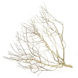 Kracherpreis Hobby Desert Bush M, ca. 30-45 cm