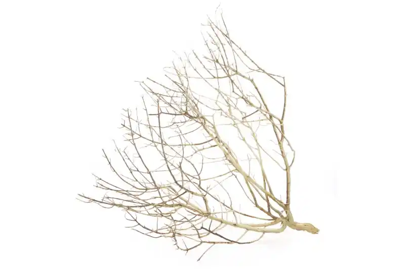 Kracherpreis Hobby Desert Bush M, ca. 30-45 cm