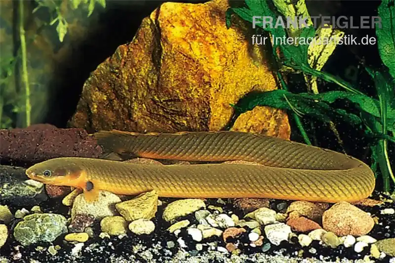 Flösselaal, Erpetoichthys calabaricus, 18-20 cm Schneller Versand