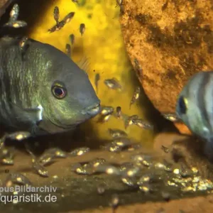 Zertifiziert Blauaugen-Buntbarsch, Cryptoheros spilurus