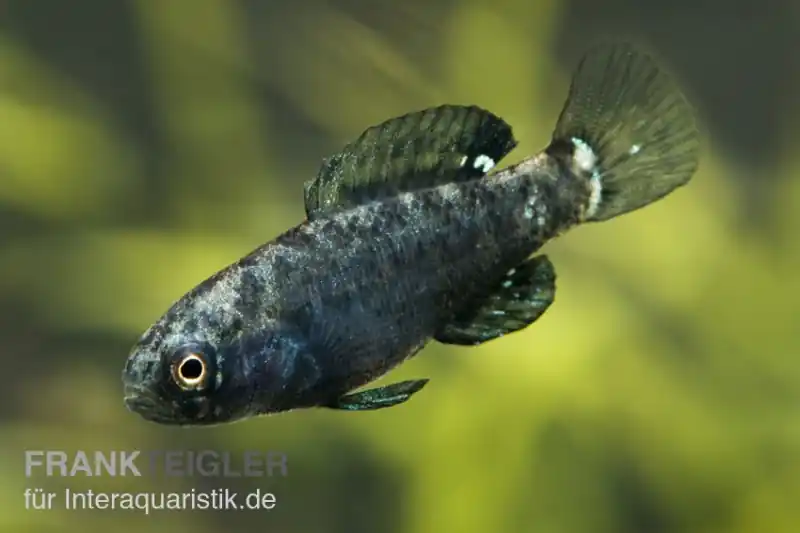 Sichere Zahlung Zwergschwarzbarsch, Elassoma evergladei