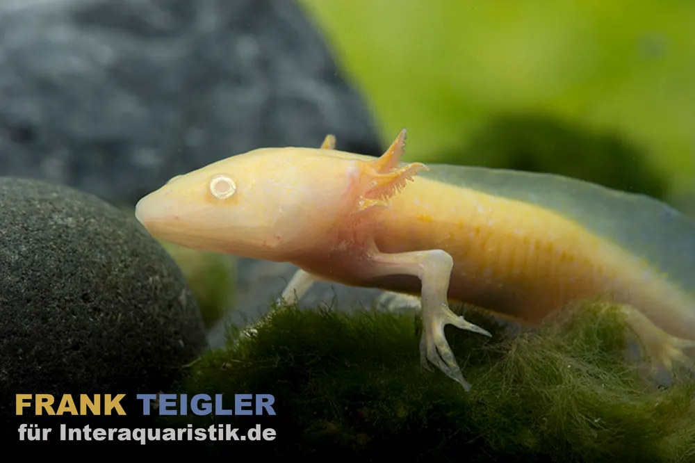 Axolotl albino, Ambystoma mexicanum Online Kaufen