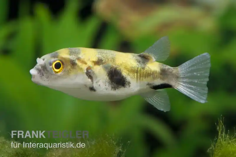 Papagei-Süsswasserkugelfisch, Colomesus asellus Super-Preis