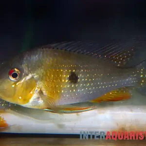 Aktuell Heckels Buntbarsch, Acarichthys heckelii