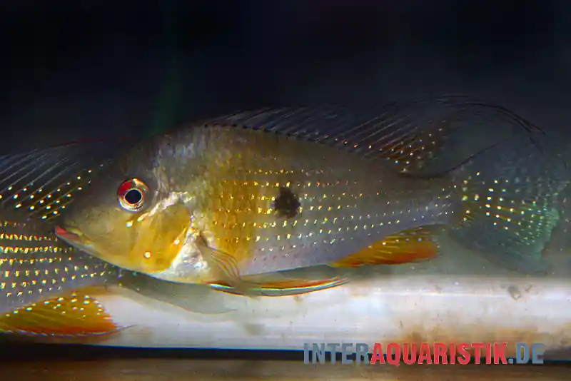 Aktuell Heckels Buntbarsch, Acarichthys heckelii