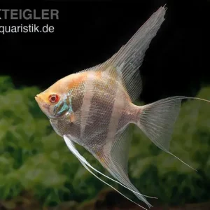 Albino Dantum Skalar, Pterophyllum altum x scalare XXL Geprüft