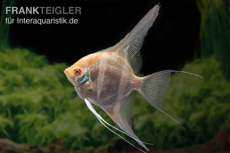 Albino Dantum Skalar, Pterophyllum altum x scalare XXL Geprüft