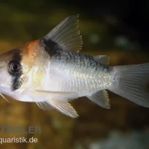 Adolfos Panzerwels, Corydoras adolfoi Knallerangebot