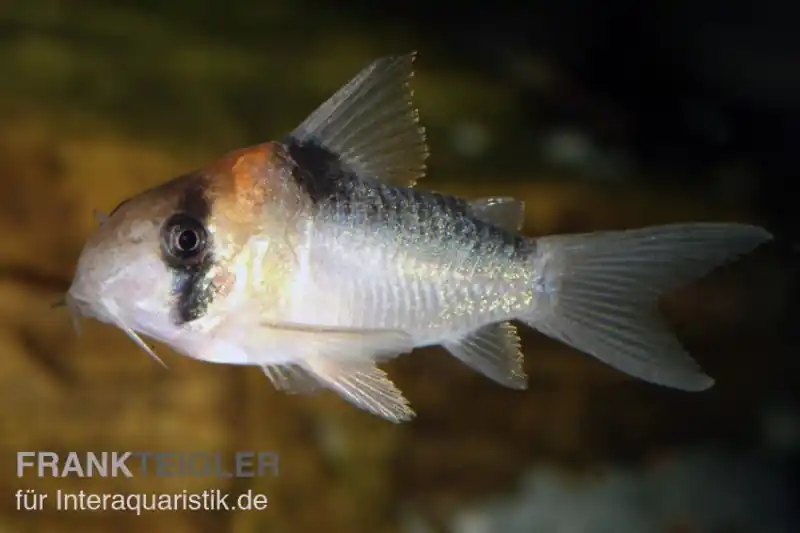 Adolfos Panzerwels, Corydoras adolfoi Knallerangebot