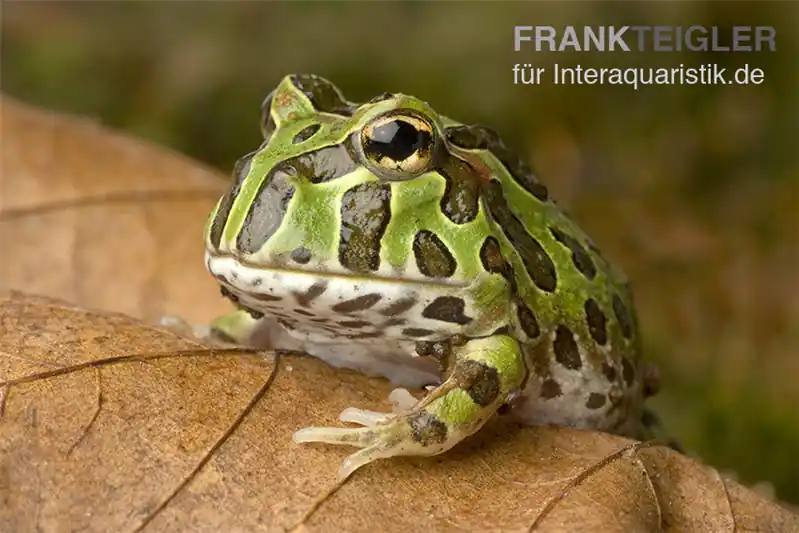 Finale Aktion Pacman-Frog, Schmuckhornfrosch, Ceratophrys cranwelli