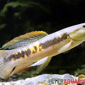 Roter Wolfsalmler sp. Peru, Erythrinus sp. Peru red Billig