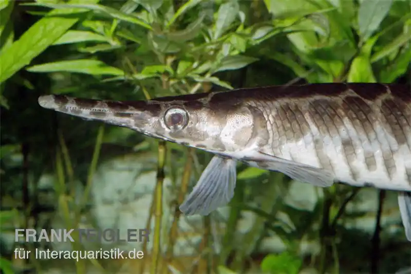Neu Gefleckter Knochenhecht, Kaimanfisch, Lepisosteus oculatus
