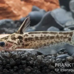 Schneller Versand Trugdornwels "Woodcat", Trachelyichthys exilis