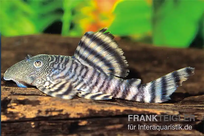 Kracherpreis Rosafarbener Tigerharnischwels, L226, Panaqolus changae, 7-8 cm