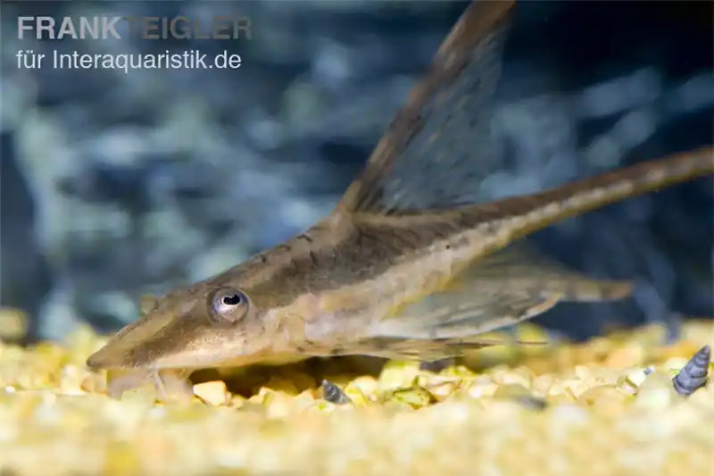 Störwels, Sturisoma aureum, 8-10 cm (Goldbartwels) Neu Im Sortiment
