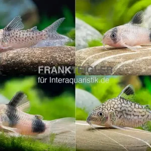 15x Panzerwels im Mix, Corydoras sp. Online Kaufen