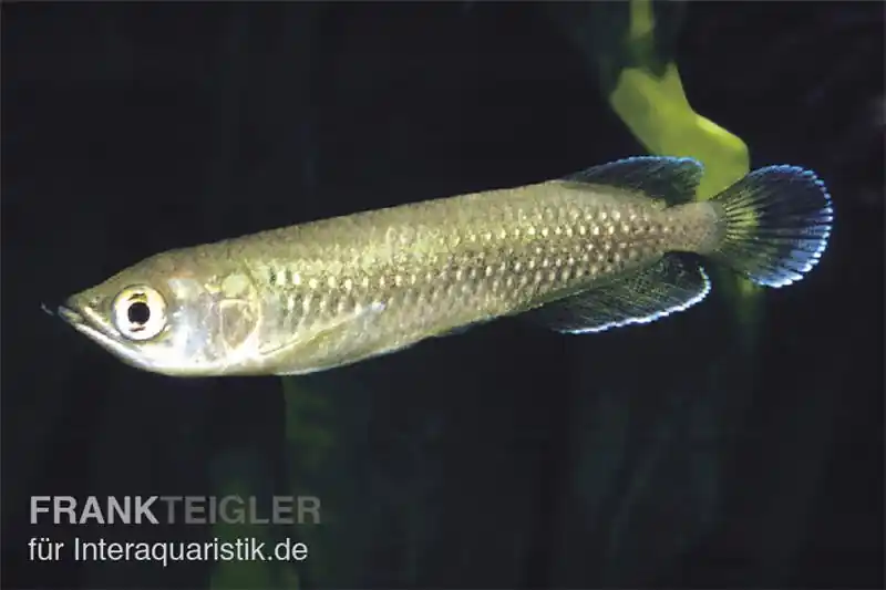Preis Gesenkt Australischer Knochenzüngler, Scleropages jardini, 17-20 cm