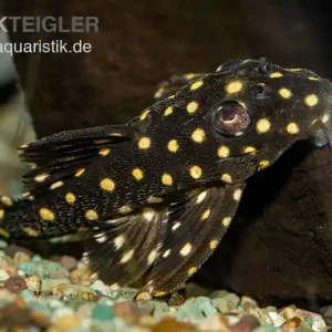 Zertifiziert Orinoco-Engelsharnischwels, L201, Hypancistrus cf. inspector, 4-5 cm