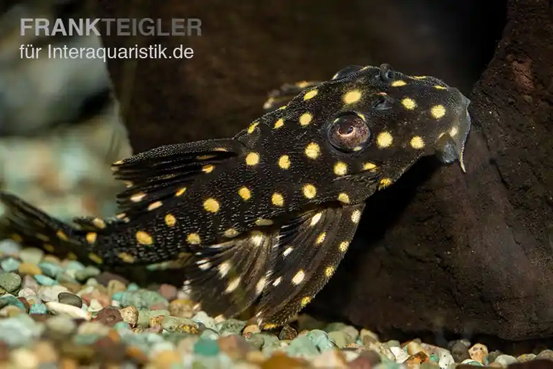 Zertifiziert Orinoco-Engelsharnischwels, L201, Hypancistrus cf. inspector, 4-5 cm