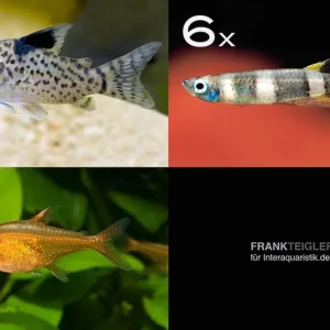 Zierfisch-Sortiment Einsteiger für 60 cm Sichere Zahlung