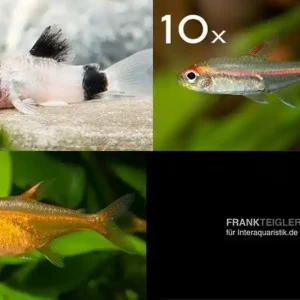 Zierfisch-Sortiment Amazonas für 60 cm Angebot