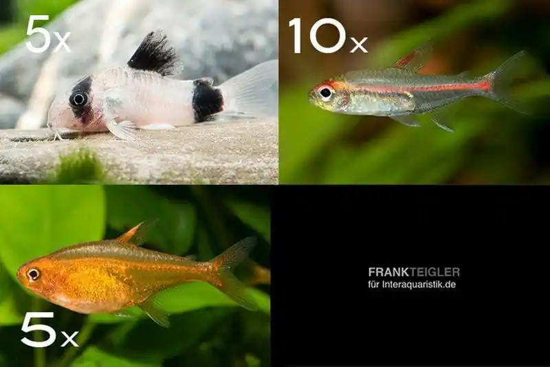 Zierfisch-Sortiment Amazonas für 60 cm Angebot