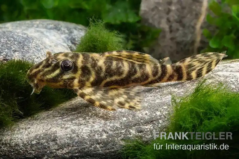 Schokoladen-Zebrawels, L270, Hypancistrus sp. Billig