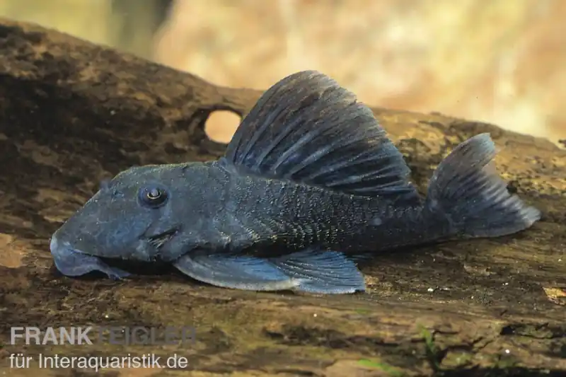 Expressversand Blauer Zwergharnischwels, L239, Ancistrini spec., 5-7 cm