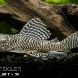 Abverkauf Königstiger-Harnischwels, Hypancistrus spec. L66, 3-4 cm DNZ