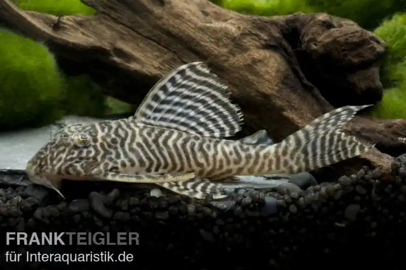 Abverkauf Königstiger-Harnischwels, Hypancistrus spec. L66, 3-4 cm DNZ