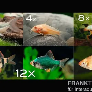 Zierfisch-Sortiment Hartwasser für 100 cm Top-Angebot