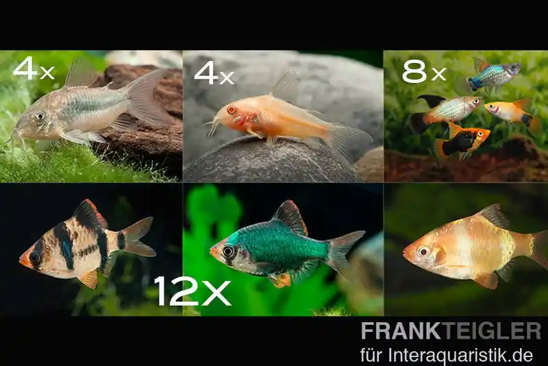 Zierfisch-Sortiment Hartwasser für 100 cm Top-Angebot