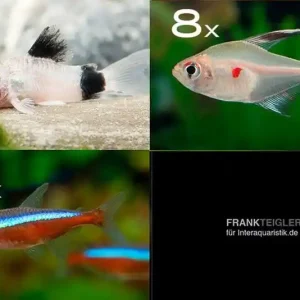 Zierfisch-Sortiment Amazonas für 80 cm Letzte Chance