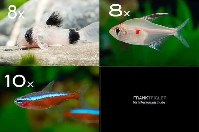 Zierfisch-Sortiment Amazonas für 80 cm Letzte Chance