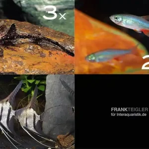 Zierfisch-Sortiment Amazonas für 120 cm Preiswert