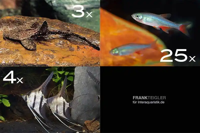 Zierfisch-Sortiment Amazonas für 120 cm Preiswert