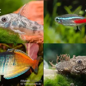 Zierfisch-Sortiment Einsteiger für 120 cm Preisreduziert
